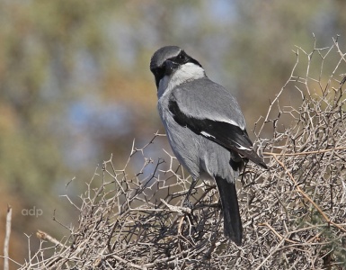 Desert Grey Shrike (Lanius elegans koenigi) Canary Islands, Alan Prowse